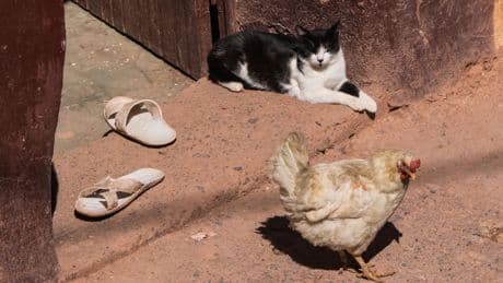 La ciencia investiga cómo reducir las alergias a los gatos con ayuda de las gallinas