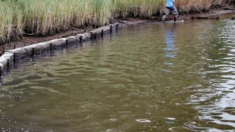 Delaware Looks to ‘Living Shorelines’ to Save Its Coasts