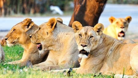 Zookeeper mauled to death by lions in front of visitors at Thailand safari park