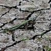 Nach Wasser lechzende Pflanzen: Monate fast ohne Regen - Droht ein schlimmer Dürresommer?