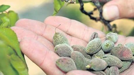 34 ili vuran ‘zirai don’un adı konuldu: Omega Don