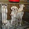 Who let the dogs in? Smugglers and criminal breeders are feared to be behind up to four in five of all puppy sales in UK