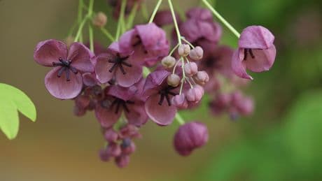 Jardin : l’Akebia quinata, élégant et insolite