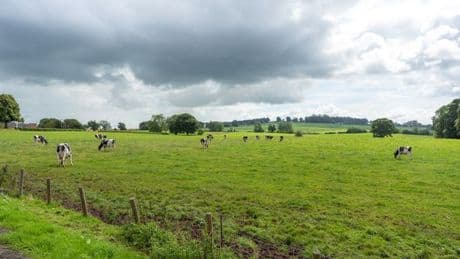 Rare opportunity to take over dairy farm on outskirts of Dumfries