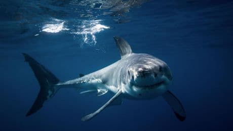 Ataque de tiburón en Australia: un hombre hospitalizado en estado grave