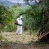 L’épidémie de chikungunya laissera des traces à La Réunion et Mayotte