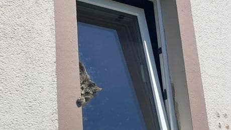 Notfälle: Feuerwehr rettet Katze aus gekipptem Fenster