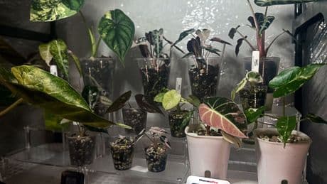 Hay gente cultivando plantas raras en casa y revendiendo sus 'hijos' por cientos de euros
