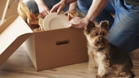 Época de mudanzas: cómo ayudar a los animales domésticos a adaptarse