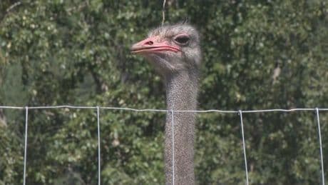 Billionaire and Dr. Oz rally for Edgewood, B.C. ostrich farm ahead of planned cull