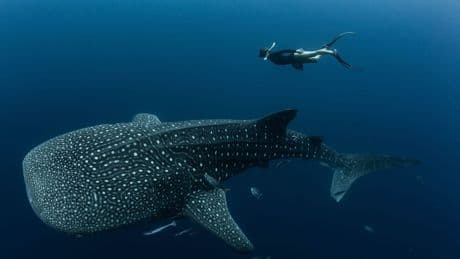 Viele Walhaie tragen Narben durch Fischerei und Tourismus