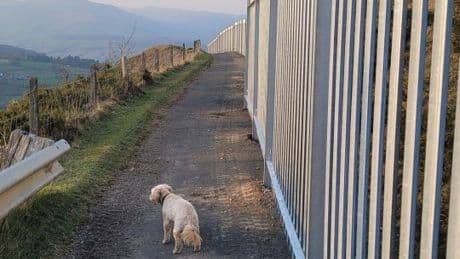Our picturesque countryside views are ruined by 6ft tall ‘Great Wall of China’ fence next door… so we got our revenge