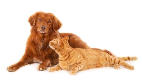 Cuánto cuesta incinerar a un perro o gato: el precio del último adiós a nuestra mascota