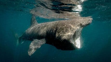 Jaws Anniversary Coincides With Real-Life Shark Sighting In Rhode Island