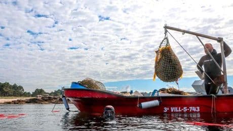 Del fondo del mar a la lata de conserva: las algas ya son el 'oro verde' de las rías gallegas