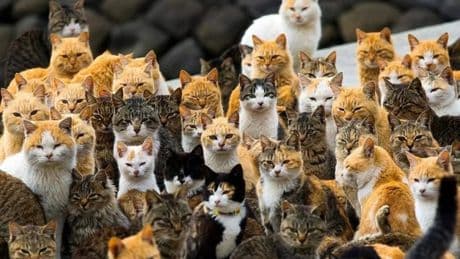 El 28 de mayo es el Día del Perro sin Raza, ¿y qué pasa con los gatos sin raza?