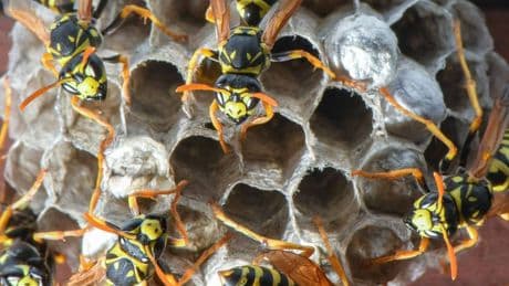 Tipps vom Fachmann: Hilfe, ein Wespennest!
