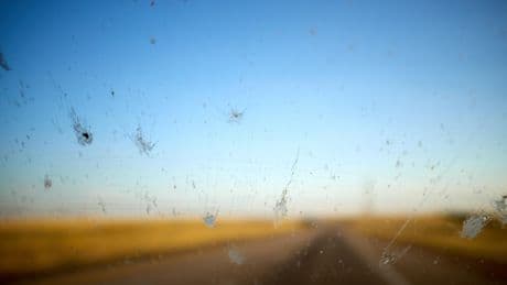 L’effet pare-brise : cet étonnant indicateur du déclin des insectes