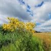Dit weekend regen door koudeput, maar alsnog 'bovennormale temperaturen'