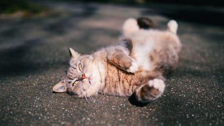 Wie lange darf eine Katze allein sein? Wichtige Tipps für Halter