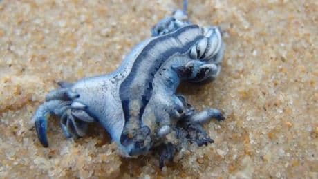 Tourists banned from Costa del Sol sea as deadly 'blue dragons' spotted