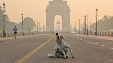 La 'caza' de los perros callejeros de Nueva Delhi
