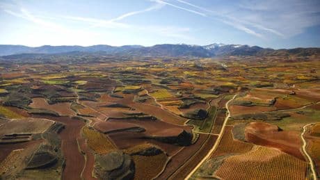 7 vinos blancos de Rioja que cada vez tienen más fama a nivel mundial