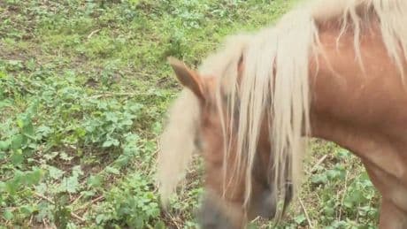 Il campanaccio del cavallo e le proteste (stonate) dei turisti