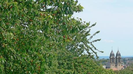 Der Wandertipp: Nicht nur zur Blüte schön