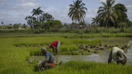 60.000 presos convertidos en esclavos de la revolución cubana