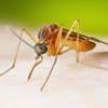 West Nile virus cases running higher than normal, prompting health warnings