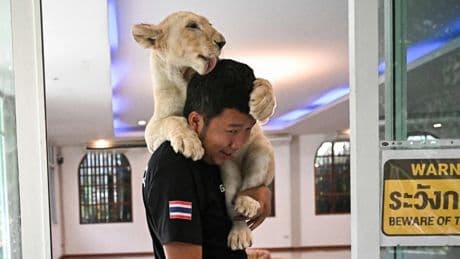 Tierschützer besorgt: Immer mehr Thailänder halten Löwen