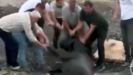 Avcılar'da otluk alanda yangın çıktı; ineklerini kurtarmak için gölete soktu