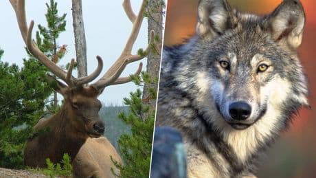Un siglo de herbívoros a sus anchas estaba acabando con Yellowstone. La salvación era lógica: llamar al lobo