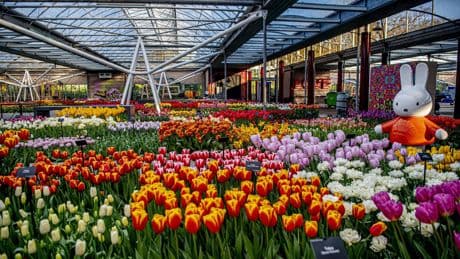 De la serre au vase, comment les Pays-Bas remportent la course du commerce de fleur