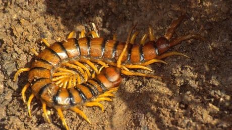 Les mille-pattes menacés par la dégradation des forêts et le tourisme