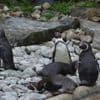 Après la fermeture de Marineland, huit manchots de Humboldt ont été transférés au parc de Branféré