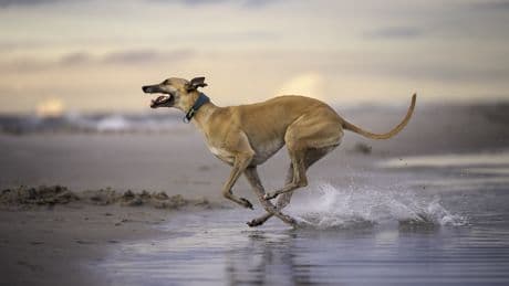 Die beste Lösung für Hunde: Kastration, Sterilisation oder Chip?