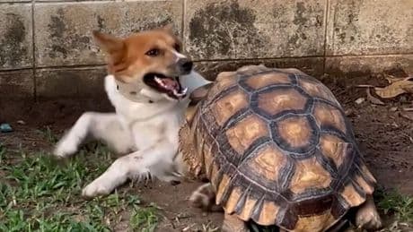 Hund vs. Schildkröte - Tierisch niedlicher Wrestling-Kampf
