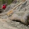 Solving the mystery of a dinosaur mass grave at the 'River of Death'