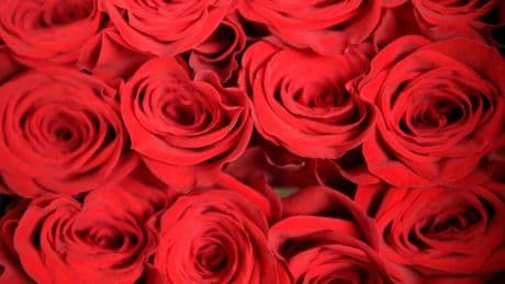 Blumenstrauß im Landratsamt Ulm löst Polizeieinsatz aus