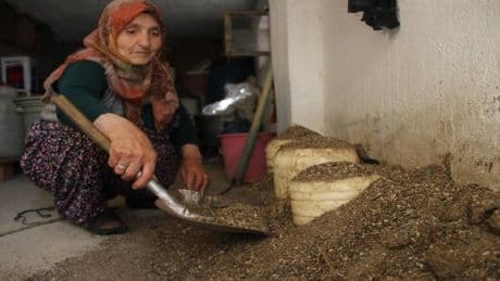 Kuma gömülüyor, 3 yıl taze kalıyor! Ağrı’nın geleneksel lezzeti: Her tadan hayran kalıyor, satış patlıyor