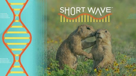 Why eavesdropping on prairie dogs pays off for this bird