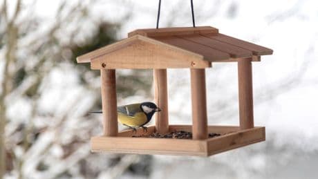 Futterstation: Sie wollen ein Vogelhaus aufhängen? Das sollten Sie im Vorfeld darüber wissen