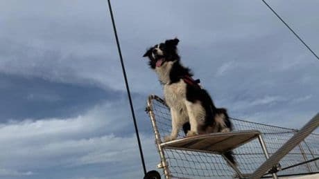 La cagnolina Vita naviga, vola con l’elicotterista savonese Sergio Franceschini e con le star di Hollywood