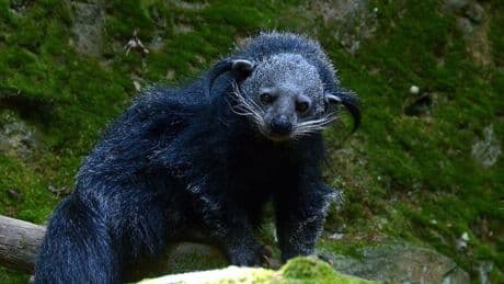 Dans les forêts d'Asie vit un étrange animal à la forte odeur de pop-corn caramélisé