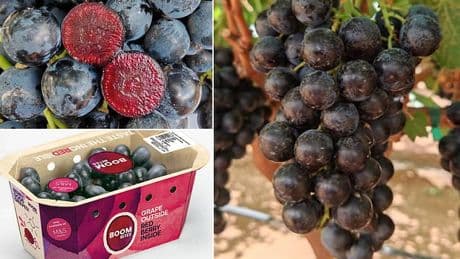 The fruit your kids WILL actually want to eat: Brand new superfruit dubbed 'Boombites' tastes like grapes but has bright red pulp like cherries