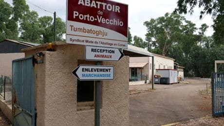 Maltraitance animale : l'association L214 dépose une plainte contre l'abattoir de Porto-Vecchio