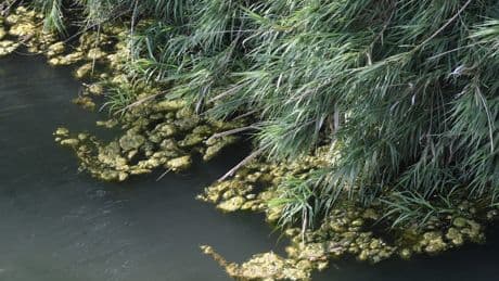 Baignade interdite : que sont ces cyanobactéries qui rendent l’eau toxique ?
