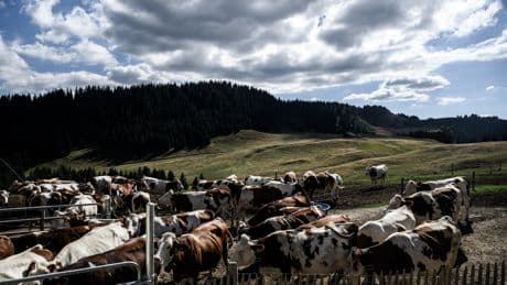 Dermatose nodulaire : plus de 50 foyers détectés dans 31 élevages bovins en Savoie et Haute-Savoie